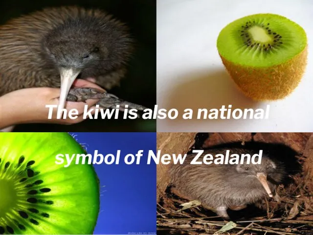 The kiwi is also a national symbol of New Zealand