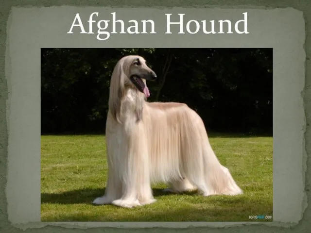 Afghan Hound