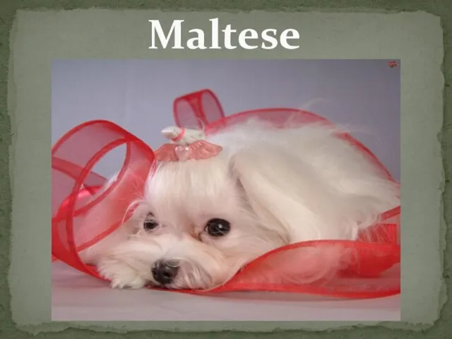 Maltese