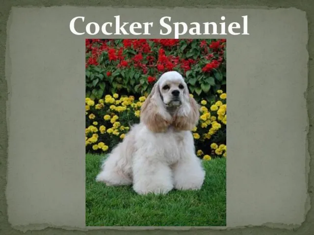 Cocker Spaniel