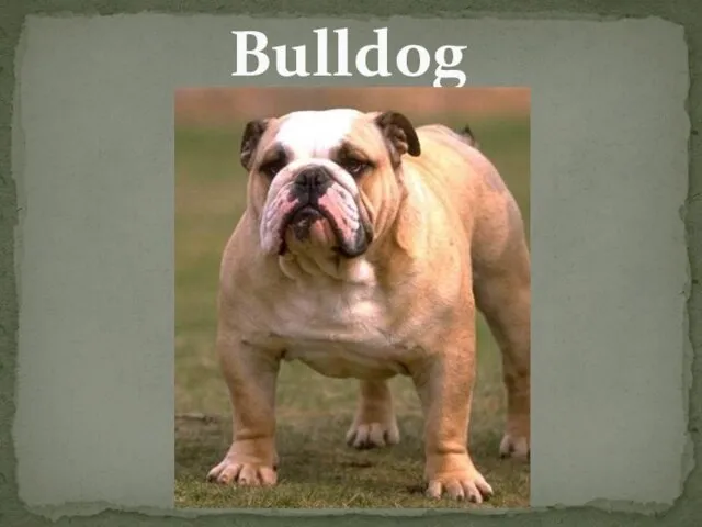 Bulldog