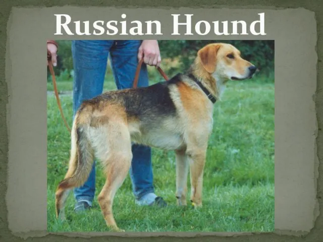 Russian Hound