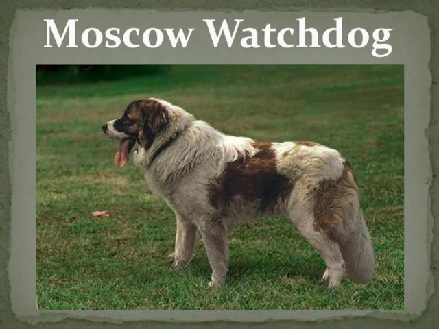 Moscow Watchdog