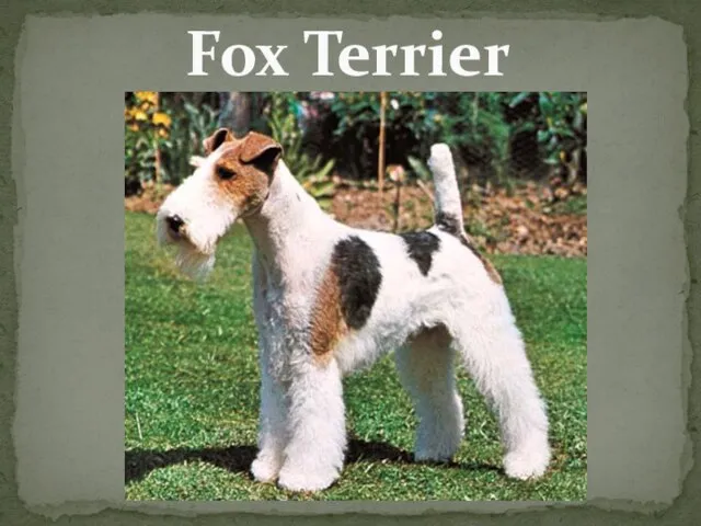 Fox Terrier