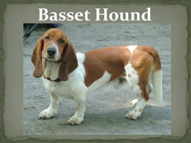 Basset Hound