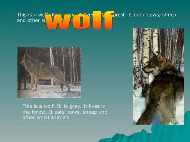 This is a wolf .It is grey. It lives in the forest.