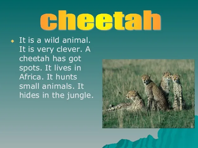 It is a wild animal. It is very clever. A cheetah has
