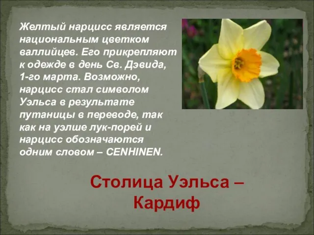 Желтый нарцисс является национальным цветком валлийцев. Его прикрепляют к одежде в день