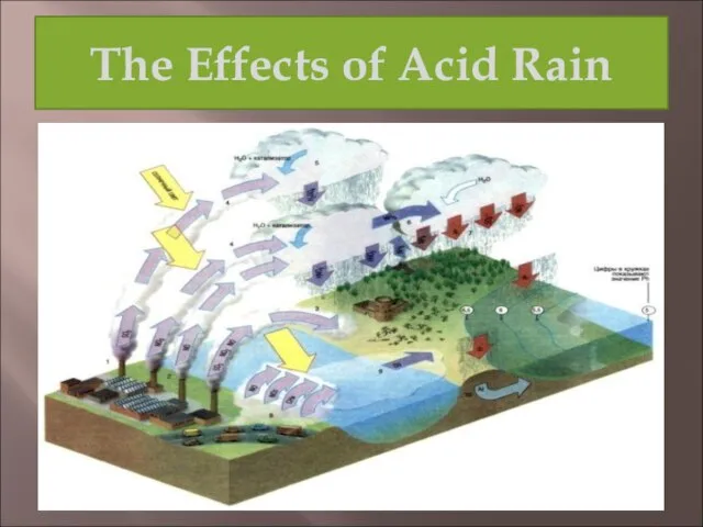 The Effects of Acid Rain