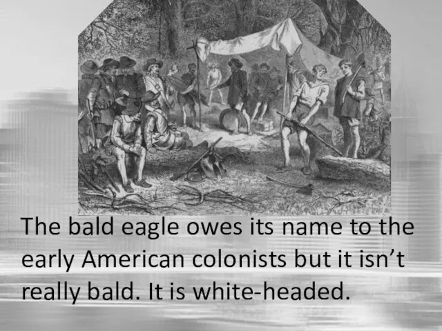 The bald eagle owes its name to the early American colonists but