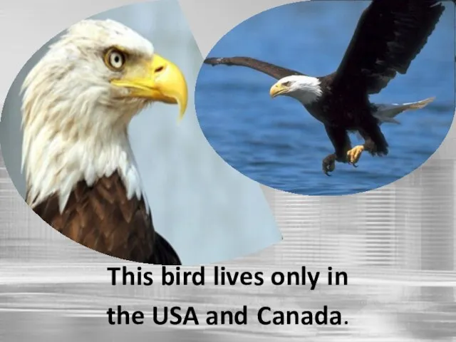 This bird lives only in the USA and Canada.