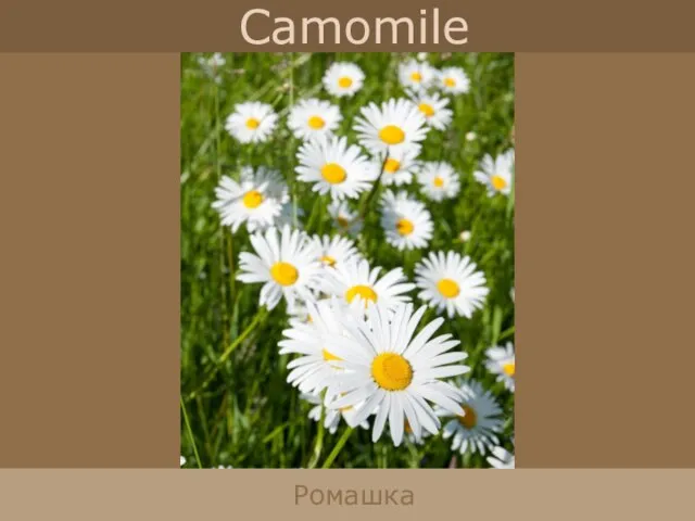 Camomile Ромашка