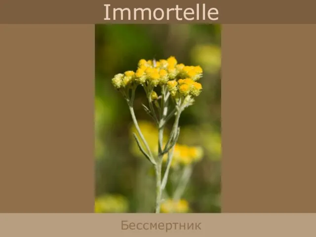 Immortelle Бессмертник