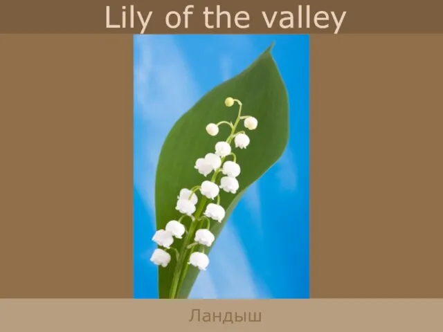 Lily of the valley Ландыш