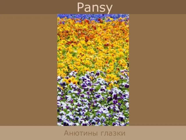 Pansy Анютины глазки