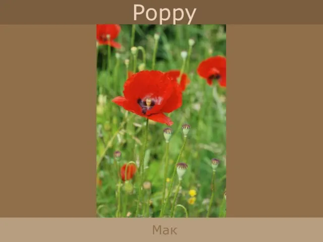 Poppy Мак