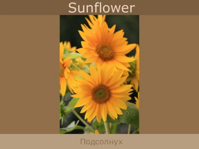 Sunflower Подсолнух