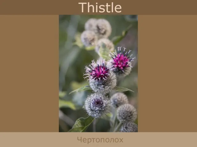 Thistle Чертополох