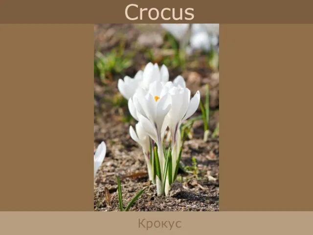 Crocus Крокус