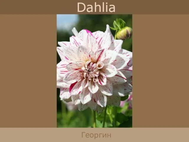 Dahlia Георгин