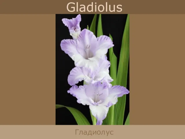 Gladiolus Гладиолус