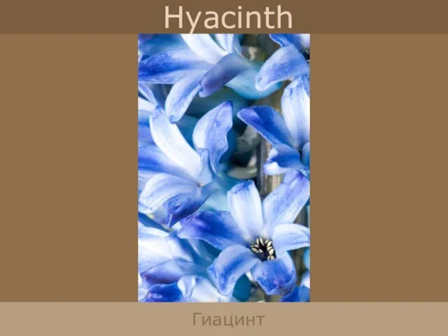 Hyacinth Гиацинт