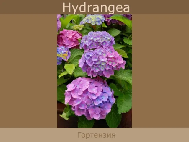 Hydrangea Гортензия