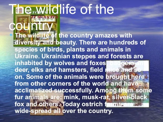 The wildlife of the country The wildlife of the country amazes with