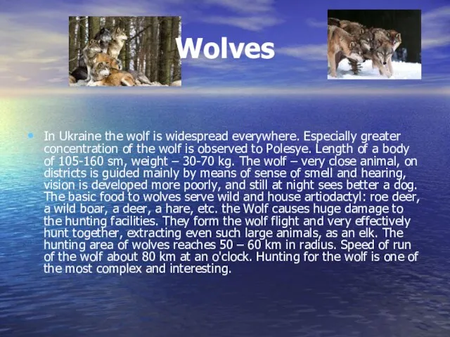 Wolves In Ukraine the wolf is widespread everywhere. Especially greater concentration of