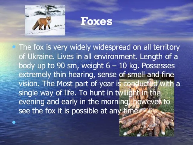 Foxes The fox is very widely widespread on all territory of Ukraine.