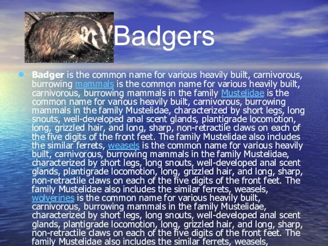 Badgers Badger is the common name for various heavily built, carnivorous, burrowing