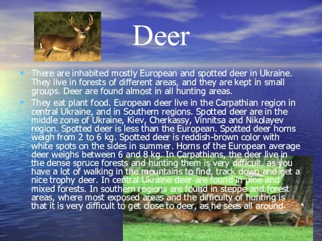 Deer There are inhabited mostly European and spotted deer in Ukraine. They