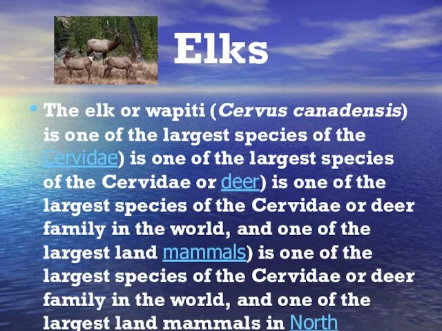 Elks The elk or wapiti (Cervus canadensis) is one of the largest