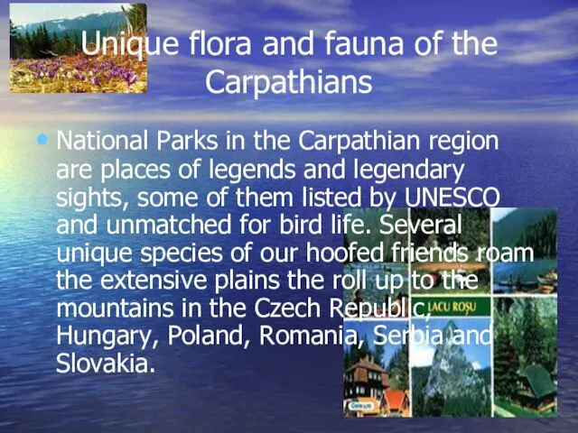 Unique flora and fauna of the Carpathians National Parks in the Carpathian