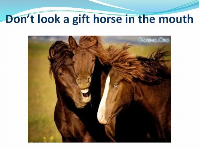 Don’t look a gift horse in the mouth