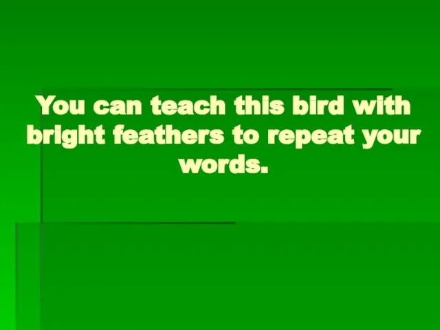 You can teach this bird with bright feathers to repeat your words.