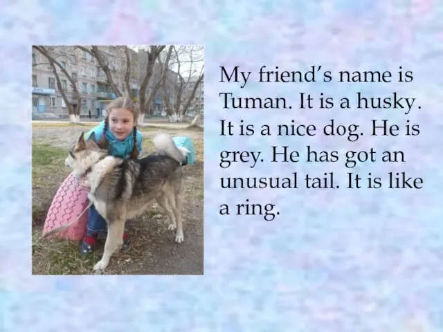 My friend’s name is Tuman. It is a husky. It is a