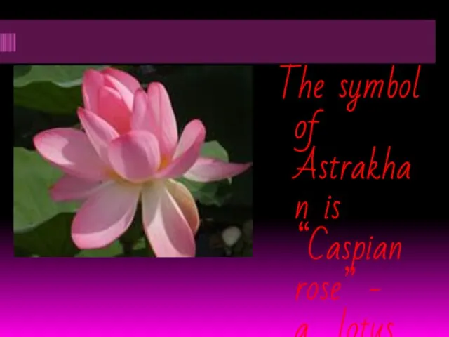 The symbol of Astrakhan is “Caspian rose” - a lotus.