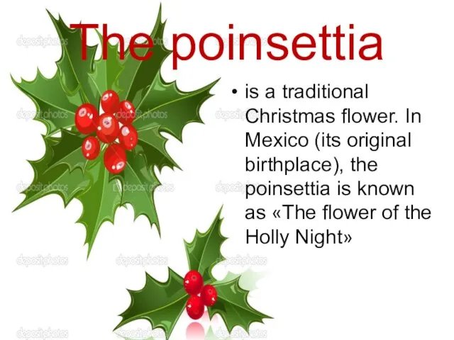 The poinsettia is a traditional Christmas flower. In Mexico (its original birthplace),