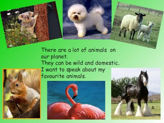 There are a lot of animals on our planet. They can be