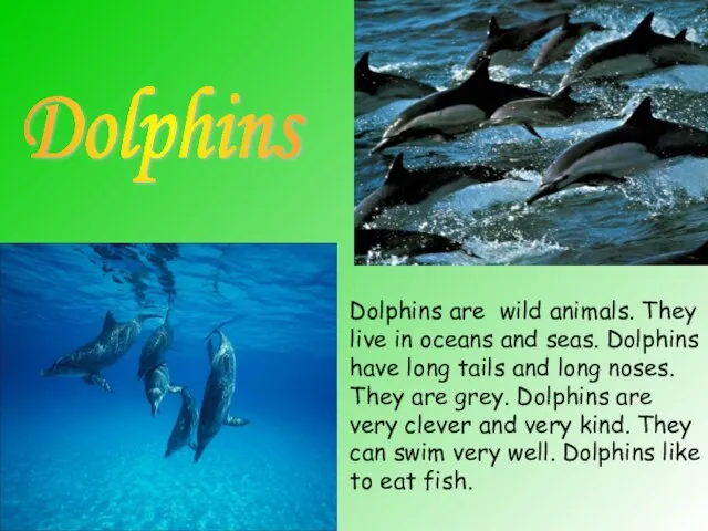 Dolphins Dolphins are wild animals. They live in oceans and seas. Dolphins