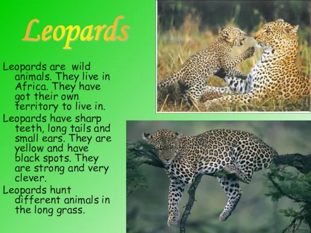 Leopards are wild animals. They live in Africa. They have got their