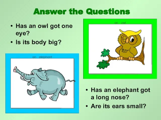 Has an owl got one eye? Is its body big? Has an