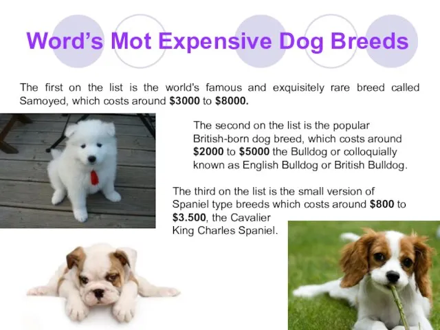 Word’s Mot Expensive Dog Breeds The first on the list is the
