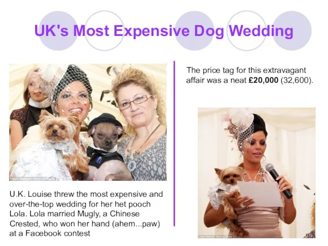 UK's Most Expensive Dog Wedding U.K. Louise threw the most expensive and