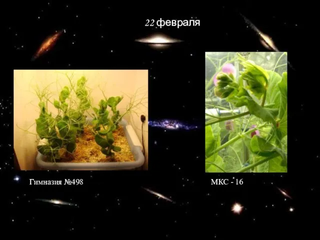 22 февраля Гимназия №498 МКС - 16