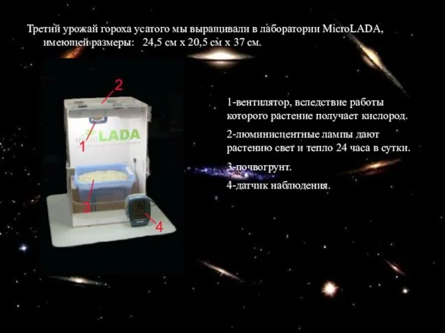 Третий урожай гороха усатого мы выращивали в лаборатории MicroLADA, имеющей размеры: 24,5