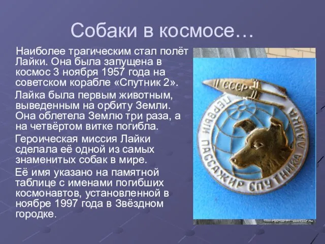 Собаки в космосе… Наиболее трагическим стал полёт Лайки. Она была запущена в