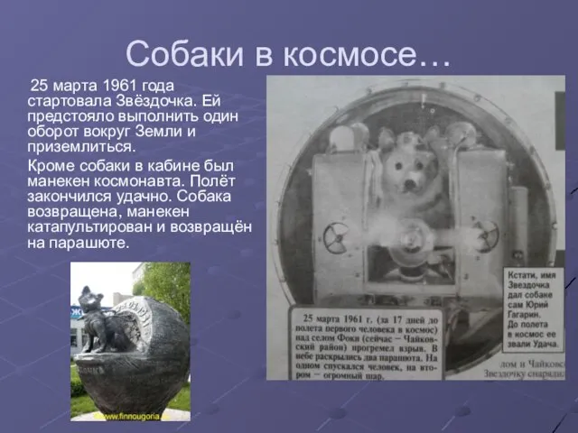 Собаки в космосе… 25 марта 1961 года стартовала Звёздочка. Ей предстояло выполнить