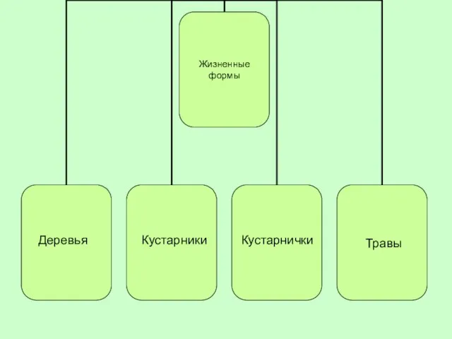 Деревья Кустарники Кустарнички Травы